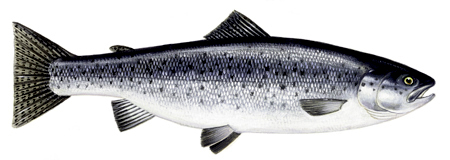 Trout
