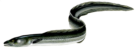 European conger