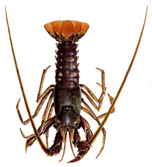 European spiny lobster