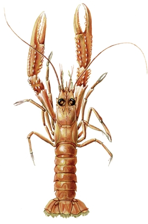 Dublin Bay prawn/Langoustine