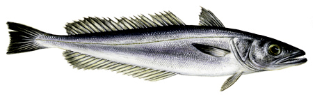 European hake