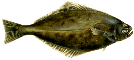 Atlantic Halibut