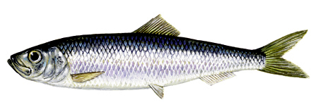 Atlantic herring