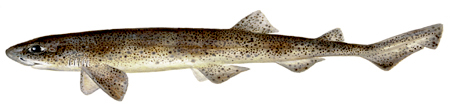  Smallspotted catshark