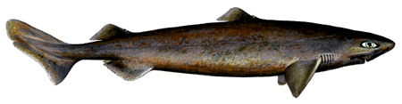  Siki shark