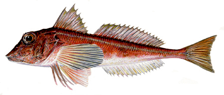 Chelidonichthys cuculus