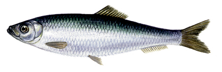  European sprat