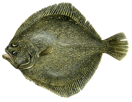  Scophthalmus maximus