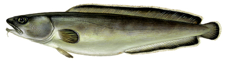   Torsk